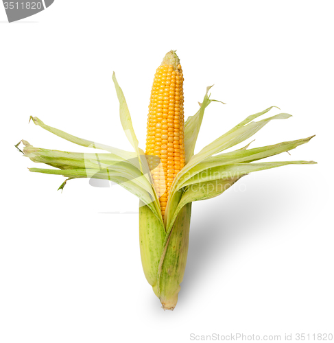 Image of Partially peeled ear of corn