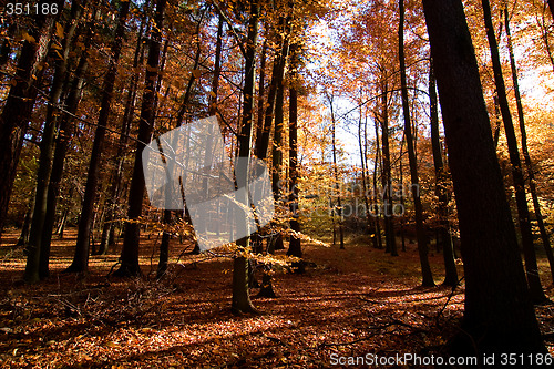 Image of Dark Autumn Forest