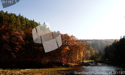 Image of Dark Autumn Forest