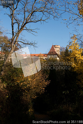 Image of Golden Forest