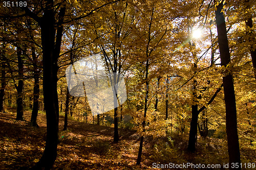 Image of Golden Forest