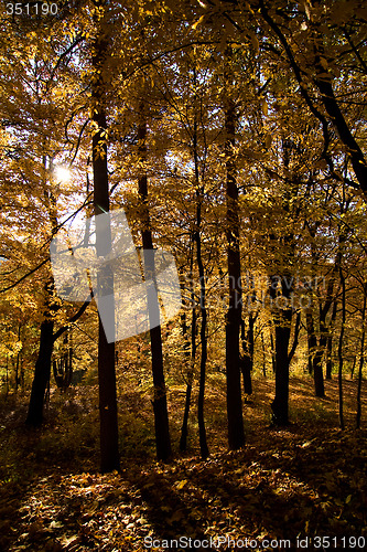 Image of Golden Forest