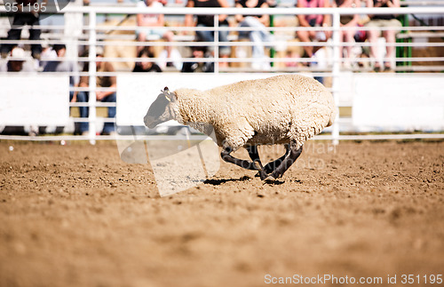 Image of Running Sheep