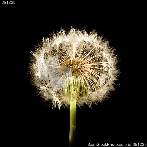 Image of Dandelion Glow