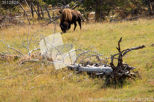 Image of Yellowstone National Park, Utah, USA