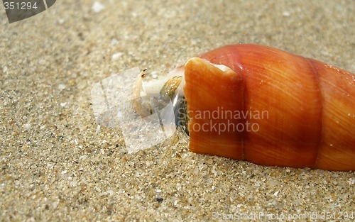 Image of Marine life detail