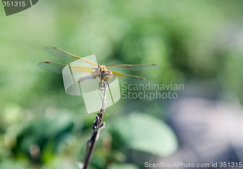 Image of Orange Dragon Fly