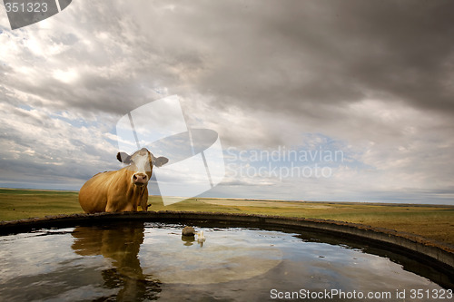 Image of Water Bowl