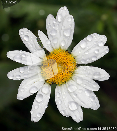 Image of Oxeye Daisy