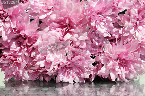Image of Pink Asters