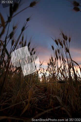 Image of Wheat Field Sunset