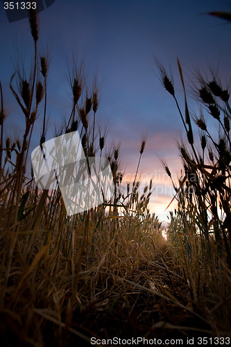 Image of Wheat Field Sunset