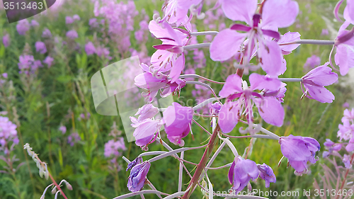 Image of Fireweed (Epilobium angustifolium) in bloom