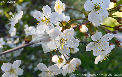 Image of Branch of a spring flowering tree