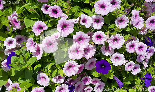 Image of Flowers of petunia