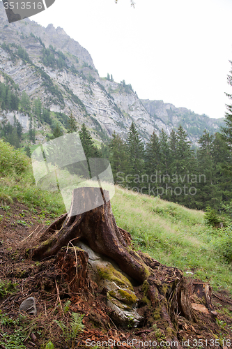 Image of Deforestation concept with a tree stump in a green forest