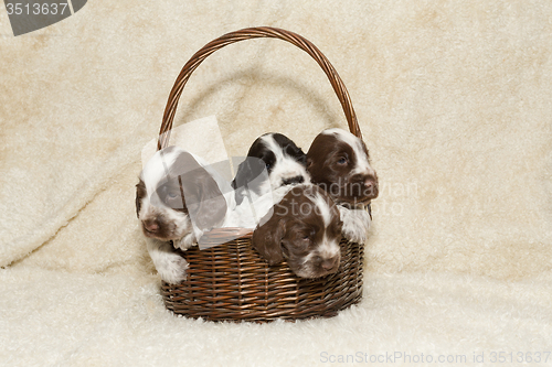 Image of two puppy of brown English Cocker Spaniel