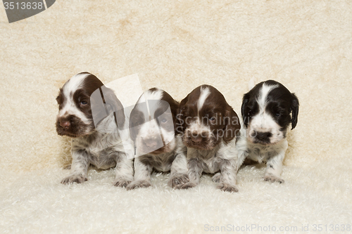 Image of English Cocker Spaniel puppy