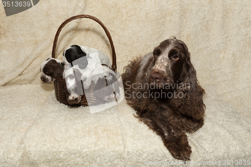 Image of family of lying English Cocker Spaniel puppy