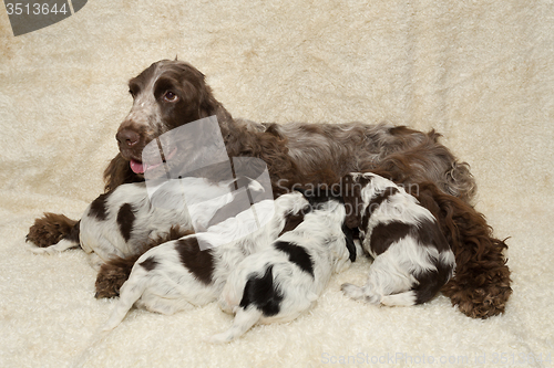 Image of family of lying English Cocker Spaniel puppy