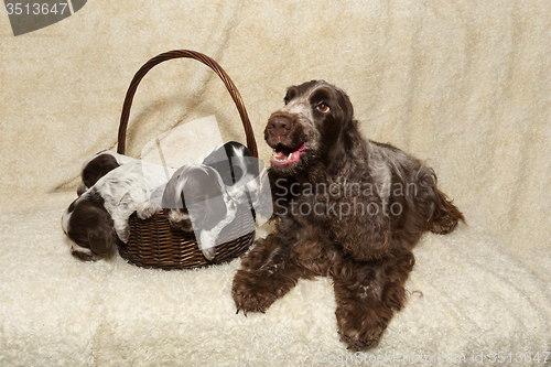 Image of family of lying English Cocker Spaniel puppy