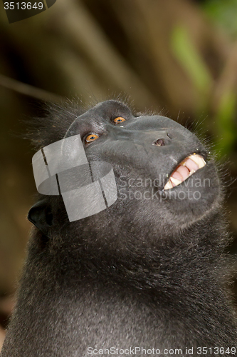 Image of portrait of Celebes crested macaque, Sulawesi, Indonesia