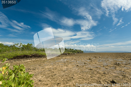 Image of mangrove tree North Sulawesi, Indonesia