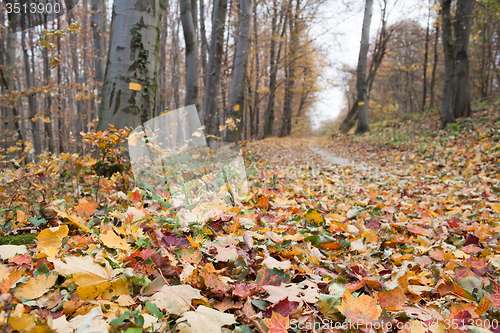 Image of Autumn leaves