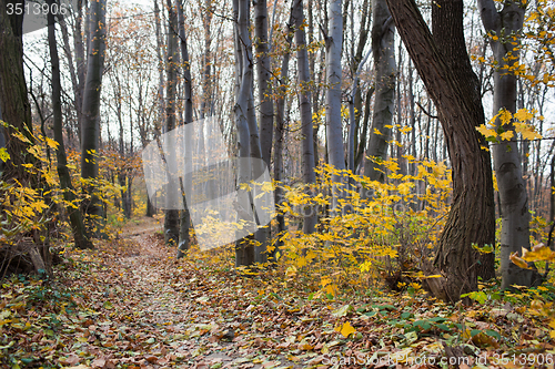 Image of The autumn path