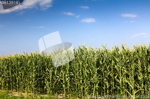 Image of corn field