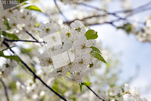 Image of cherry flower  