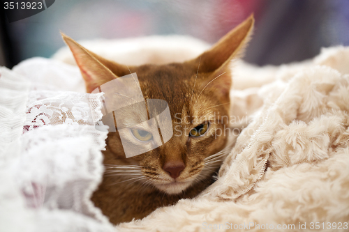 Image of Abyssinian cat