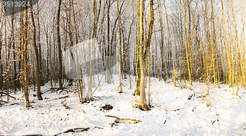 Image of trees   in winter