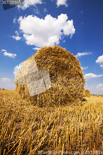 Image of  harvest company