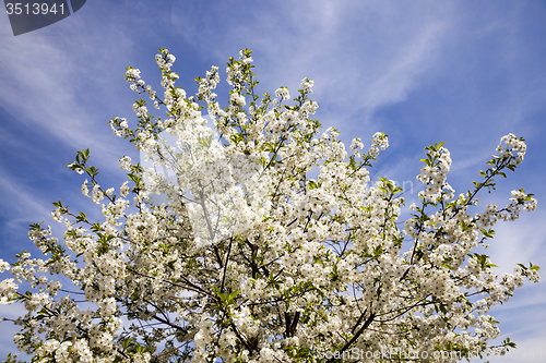 Image of apple-tree flowers  