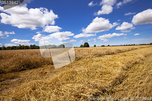 Image of harvesting  