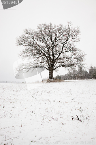 Image of tree   in winter