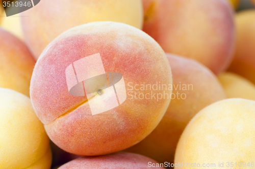 Image of ripe apricots  