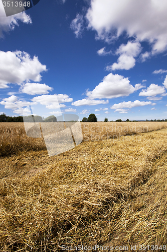 Image of agricultural field 