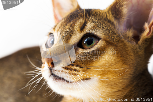 Image of Abyssinian kitten  