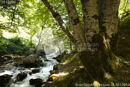 Image of river. summer  