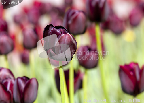 Image of tulips 