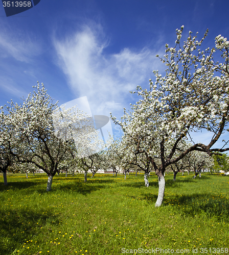 Image of blossoming garden  