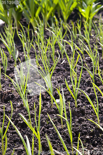 Image of onions field  