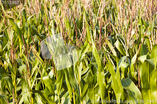 Image of corn field  