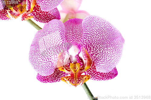 Image of  red Orchid