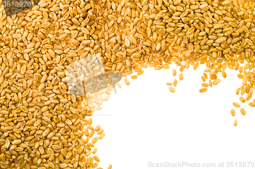 Image of seeds of wheat