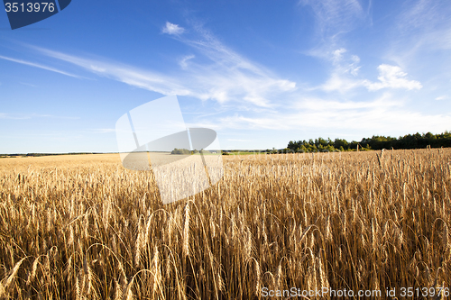 Image of  harvest company