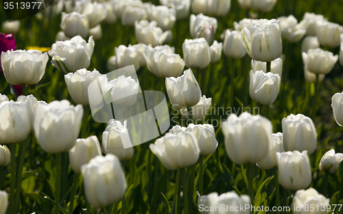 Image of tulips  