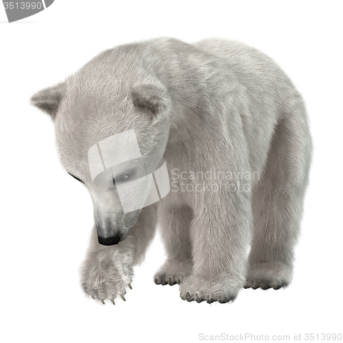 Image of Polar Bear Cub